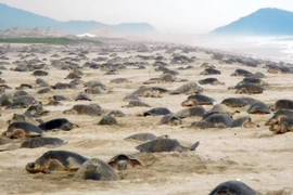 (Nguồn: teorema.com.mx) 