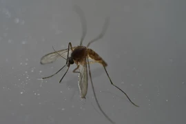 Muỗi Aedes Aegypti, vật trung gian lây truyền virus Zika. (Ảnh: AFP/TTXVN)