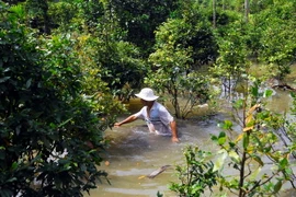 Hơn 50.000 gốc mai chìm trong nước. (Ảnh: Mạnh Linh/TTXVN)