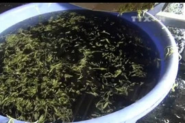 [Video] Phát hiện hơn 1,5 tấn rau muống bào ngâm hóa chất độc hại