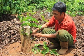 Nông dân Đắk Lắk cưa ngang gốc cây càphê bị hạn để ghép chồi. (Ảnh: Phạm Cường/TTXVN)