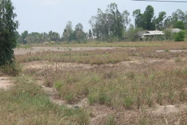 Cánh đồng trồng sả tiêu điều dưới nắng hạn gay gắt ở Tân Phú Đông. (Ảnh: Minh Trí/TTXVN)