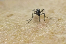 Nghiên cứu về muỗi Aedes Aegypti, vật trung gian truyền virus Zika tại Trung tâm thực hành nghiên cứu y học quốc tế ở Cali, Colombia. (Nguồn: AFP/TTXVN)
