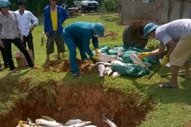 Cá chết trên sông Bưởi, Thanh Hóa, được đưa đi tiêu hủy. (Ảnh: Khiếu Tư/TTXVN)