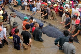 Các lực lượng chức năng cùng người dân nỗ lực giải cứu cá voi mắc cạn tại bờ biển xã Diễn Thịnh. (Ảnh: Tá Chuyên/TTXVN)