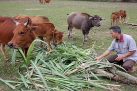 Phát triển chăn nuôi xóa đói giảm nghèo. Ảnh minh họa. (Nguồn: TTXVN)