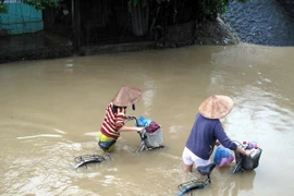 (Ảnh: Quốc Việt/TTXVN)