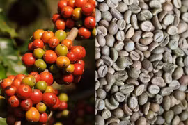Thị trường nông sản thế giới trải qua một tuẫn lễ ảm đạm