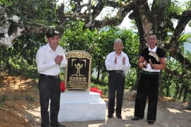 Lãnh đạo Hội Bảo vệ Thiên nhiên và Môi trường Việt Nam cùng lãnh đạo huyện Văn Chấn (Yên Bái) mở văn Bia công nhận quần thể Cây Di sản Việt Nam chè Shan tuyết. (Ảnh: TTXVN phát)