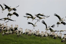 Hạc trắng trên đồng cỏ tại làng Ajja gần thành phố Bờ Tây Jenin. (Ảnh: THX/TTXVN)