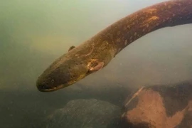Loài lươn Electrophorus voltai. (Nguồn: AFP)