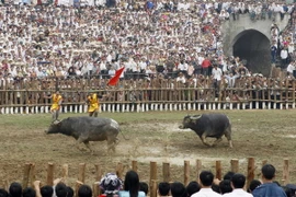 Hàng vạn người tưng bừng dự lễ hội chọi trâu cổ nhất Việt Nam