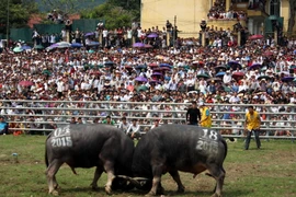 Hàng vạn du khách thích thú với hội chọi trâu truyền thống Hàm Yên