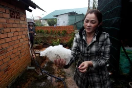 Xảy ra trận mưa đá lớn nhất hàng chục năm qua tại Đắk Nông