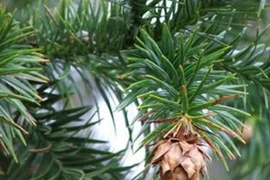 Vườn Quốc gia Bạch Mã nhân giống thành công 2 loài cây quý