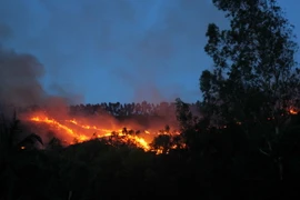 Cháy lớn thiêu rụi 40ha rừng nguyên sinh tại tỉnh Long An