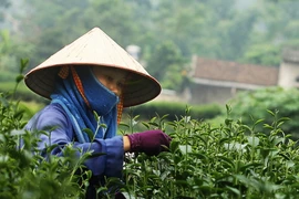 Lễ hội “Hương sắc Trà Xuân” tôn vinh nghề trồng chè truyền thống