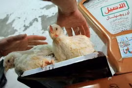 Ai Cập ghi nhận thêm hai ca tử vong do cúm gia cầm H5N1