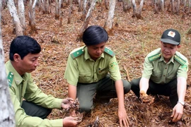 3.000ha rừng tràm U Minh Hạ đứng trước nguy cơ cháy cao