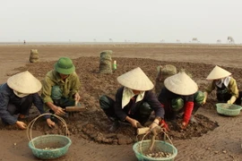 Hà Tĩnh thiệt hại hơn 8 tỷ đồng do tình trạng ngao chết hàng loạt