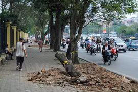 Việc chặt hạ cây xanh: Hà Nội thừa nhận thiếu sót, nóng vội