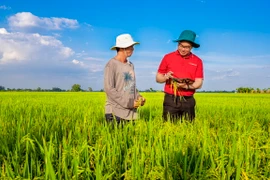 Agribank cho vay liên kết sản xuất, chế biến và tiêu thụ sản phẩm lúa gạo. (Ảnh: Vietnam+)