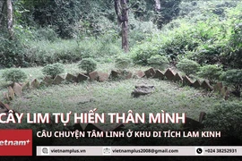 Câu chuyện cây Lim làm nên màu sắc tâm linh, kỳ bí tại đất Lam Kinh Thanh Hóa