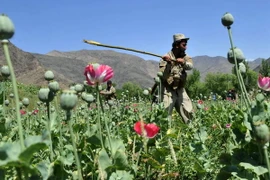 Ảnh minh họa. (Nguồn: AFP/TTXVN)