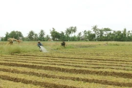 Nông dân Sóc Trăng chăm sóc hành tím chính vụ năm 2015-2016. (Ảnh: Chanh Đa/TTXVN) 
