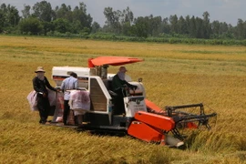 Ảnh minh họa. (Ảnh: Huỳnh Sử/TTXVN)