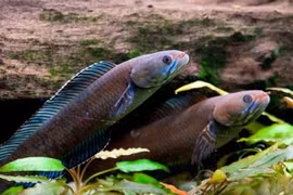 Ảnh minh họa. (Nguồn: AP)