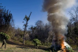 Ảnh minh họa. (Nguồn: AFP/TTXVN)