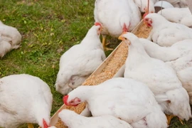 Ảnh minh họa. (Nguồn: kootenayfood.com)