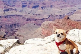 Chú chó hạnh phúc nhất thế giới.