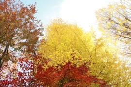 Tokyo cuối thu như một bản giao hưởng đang ngân lên những nốt nhạc cuối cùng với đủ các cung bậc màu sắc, vẽ lên bức tranh rực rỡ trên bầu trời.