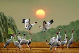 Chiến lược quản lý nước-lửa mới tại Vườn Quốc gia Tràm Chim