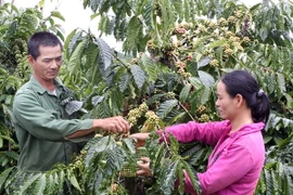 Cần thêm nhiều cơ chế, chính sách đặc thù phát triển vùng Tây Nguyên