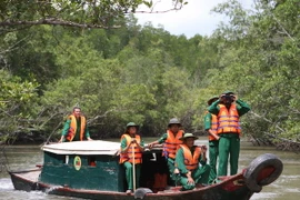 Đầm nuôi tôm tự phát đang xóa sổ rừng ngập mặn Đồng bằng sông Cửu Long