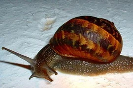 Cảnh báo nguy cơ mắc bệnh do sử dụng ốc sên làm thức ăn