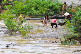 Từ người lớn đến trẻ nhỏ đều tham gia vớt củi. (Ảnh: Xuân Tư/TTXVN)