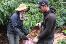 Thu hoạch càphê. (Ảnh: Phạm Cường/TTXVN)
