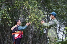Thu hoạch táo mèo tại xã Tỏa Tình. (Ảnh: Xuân Tư/TTXVN)