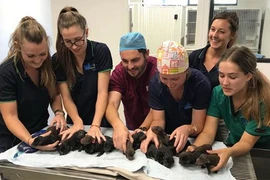 18 chú chó con mới ra đời. (Nguồn: au.news.yahoo.com)