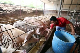 Chăm sóc đàn lợn nuôi bằng thuốc bắc. (Ảnh: Phạm Kiên/TTXVN)