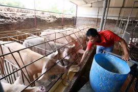 Chăm sóc đàn lợn nuôi bằng thuốc bắc. (Ảnh: Phạm Kiên/TTXVN)