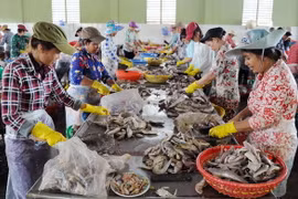 Sơ chế cá tại một doanh nghiệp sản xuất thủy hải sản xuất khẩu của thị trấn Định An, huyện Trà Cú, Trà Vinh. (Ảnh: An Hiếu/TTXVN)