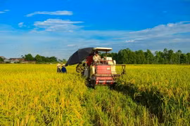 Thu hoạch lúa tại Đồng bằng sông Cửu Long. (Ảnh: Lê Minh Sơn/Vietnam+)