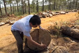 Thông bị cưa hạ có đường kính từ 30-50cm. (Ảnh: Anh Dũng/TTXVN)