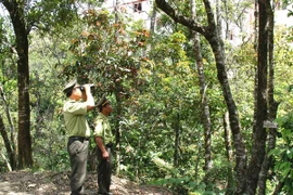 Lực lượng kiểm lâm Quảng Nam tuần tra bảo vệ Khu bảo tồn thiên nhiên Sông Thanh. (Ảnh: Ngô Lịch/TTXVN)