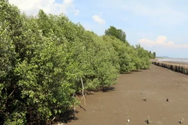 Rừng ngập mặn phòng hộ ven biển Kiên Giang. (Ảnh: Lê Huy Hải/TTXVN)